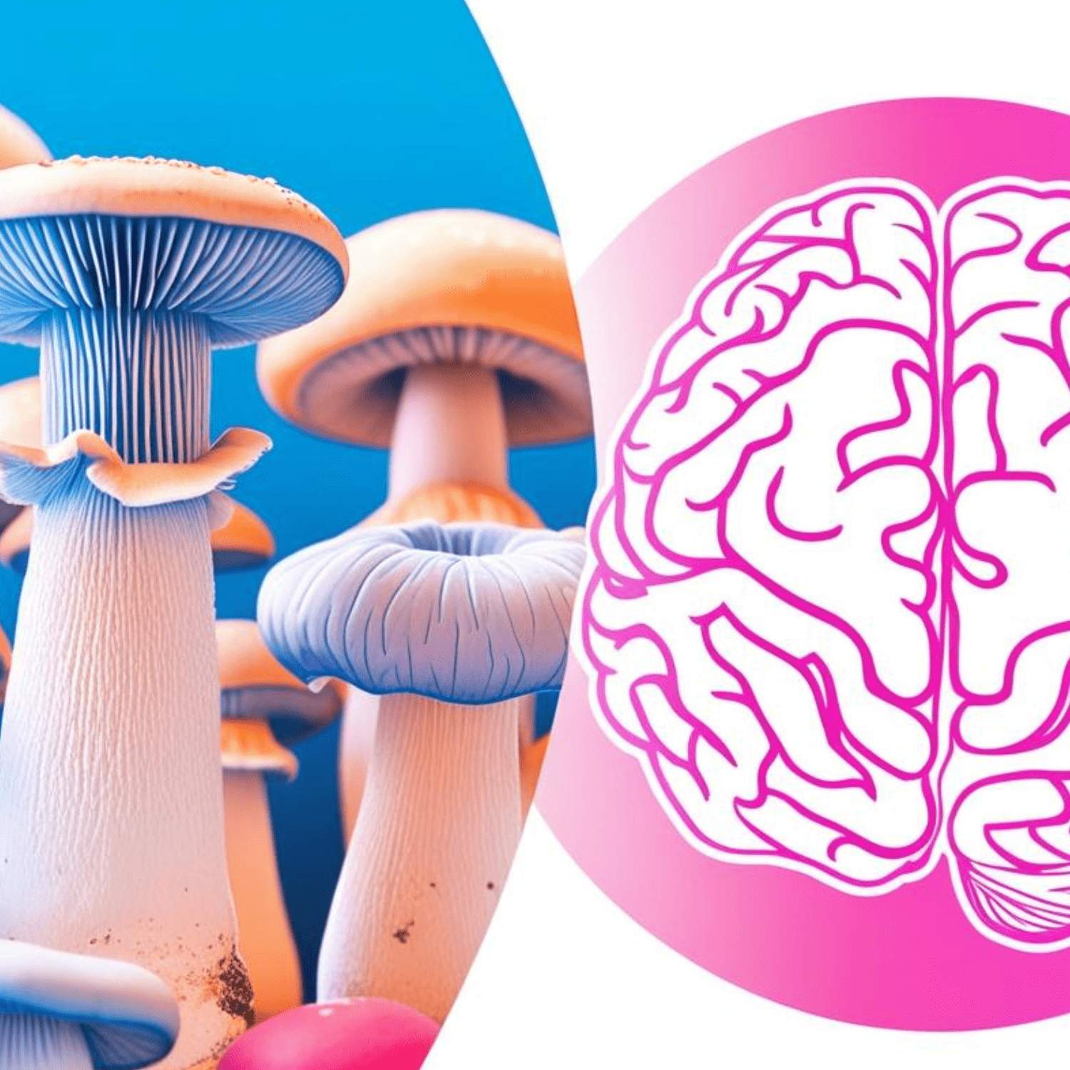 The Science Behind Mushrooms and Brain Health The Science Behind Mushrooms and Brain Health
